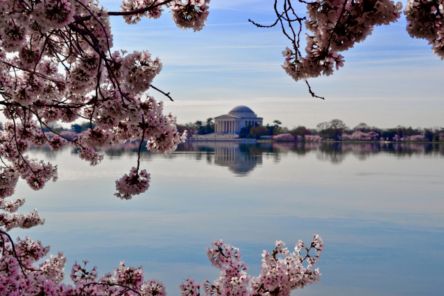 A photo of the Jefferson Memorial ringed by cherry blossoms