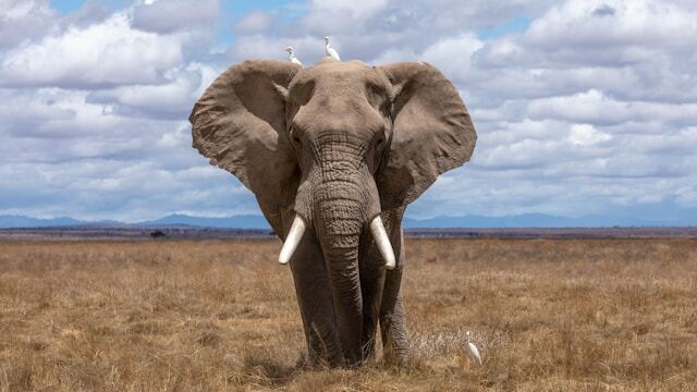 An African elephant, one of the world's largest animals