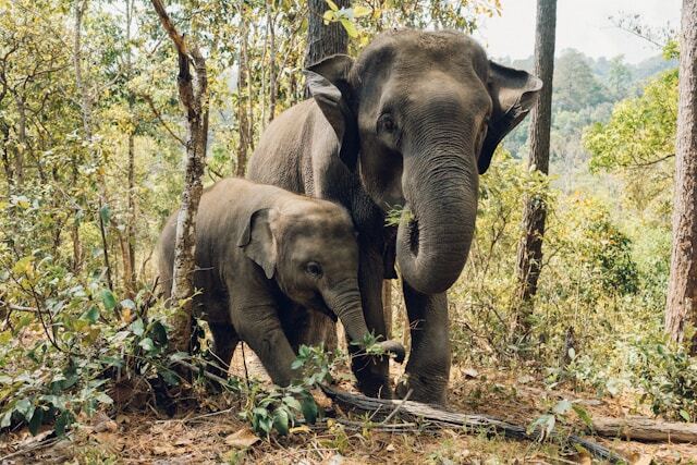 Elephants in Thailand