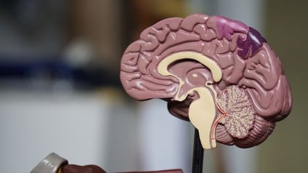 A model of the cross-section of a brain.