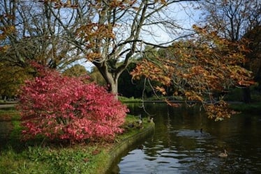 The pond in Herbert Park, Dublin, Ireland.