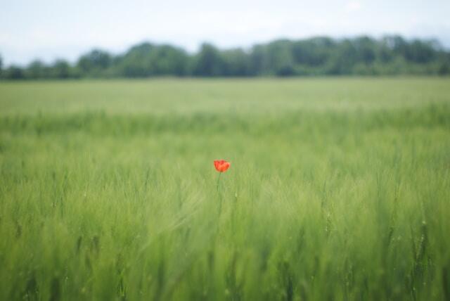 A red flower standing out in a green field.