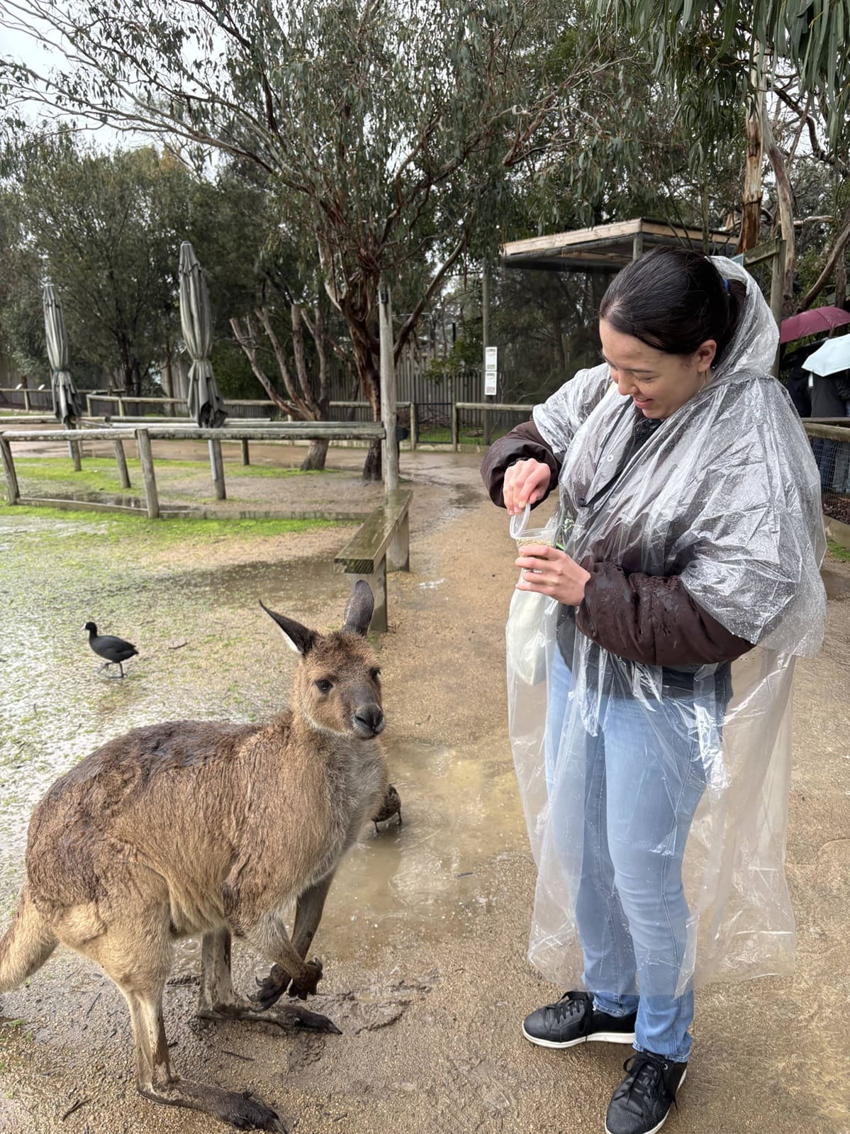 Spending time with the wildlife during a film internship in Melbourne