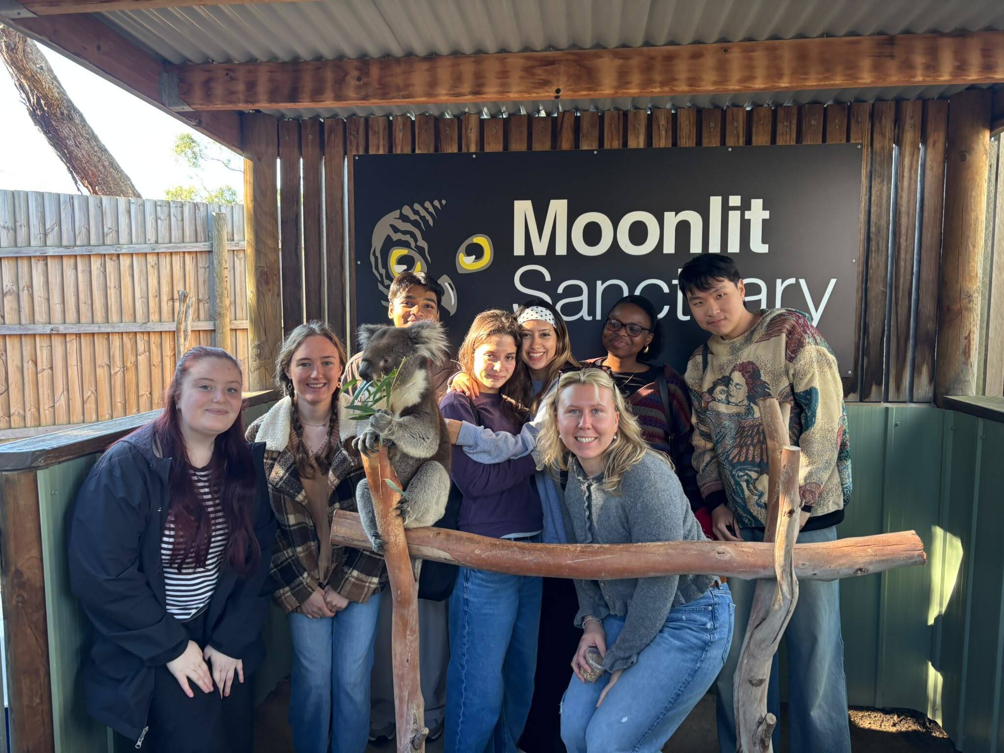 Hanging out with a koala during a consulting internship in Australia