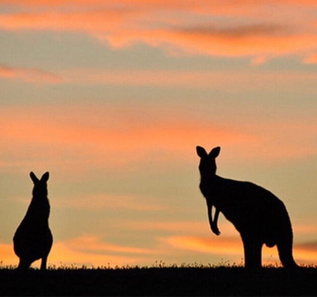 Kangaroos seen during an international consulting internship in Australia