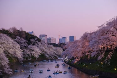 Cherry blossoms over Tokyo.